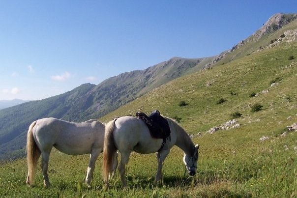 Horses grazing in the Madonie